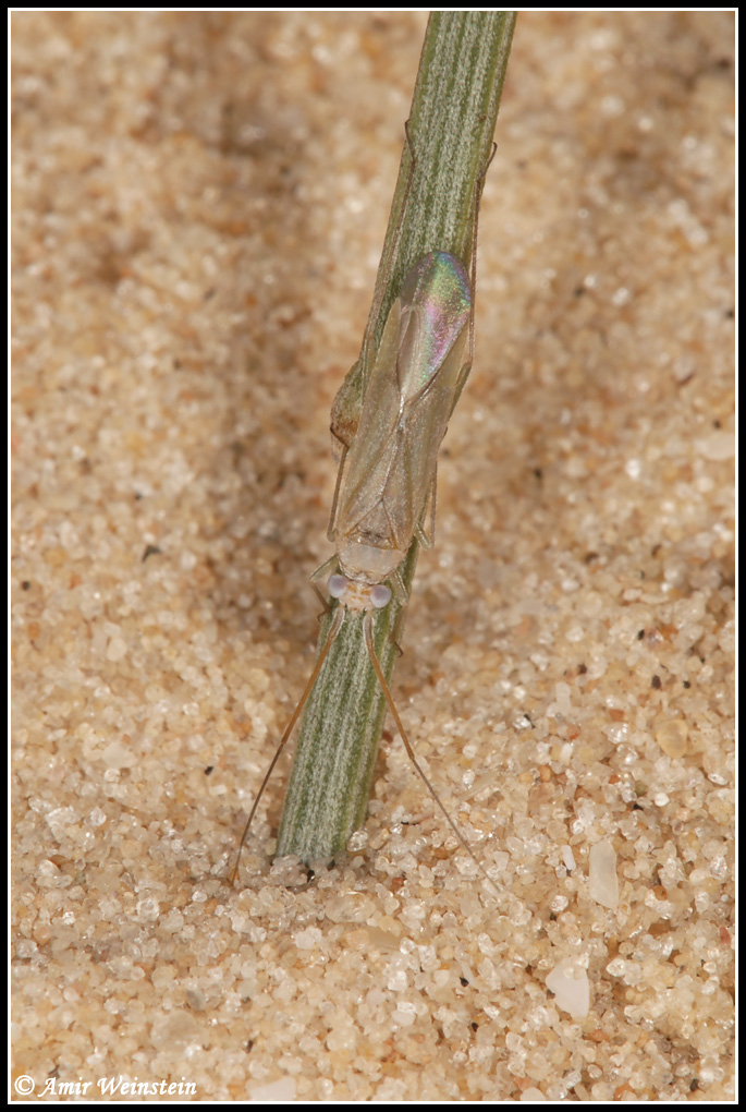 Heteroptera d''Israele - Miridae